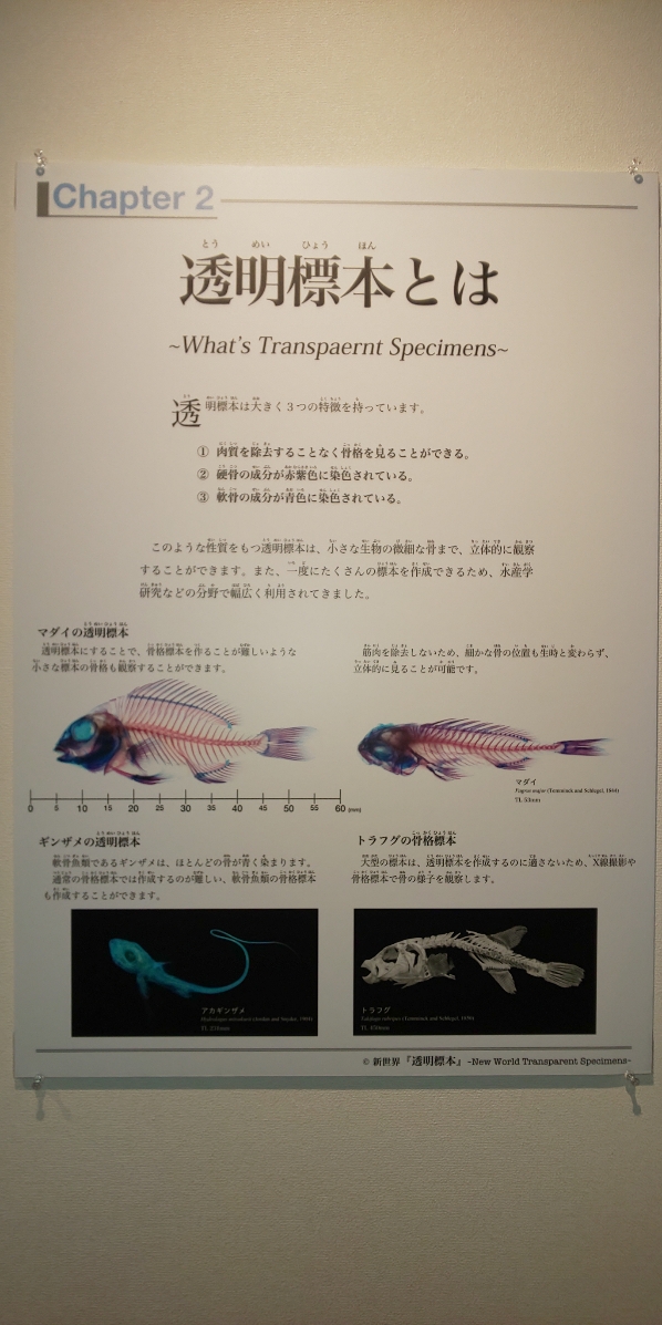 【仙台】「新世界　透明標本展」①